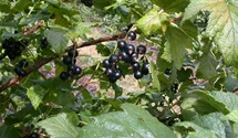 Johannisbeere 'Ometa' -S-
