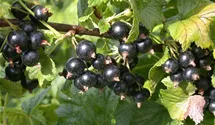 Johannisbeere 'Ometa' -S-