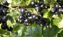 Johannisbeere 'Ometa' -S-