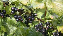 Johannisbeere 'Ometa' -S-