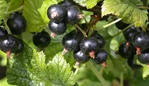 Johannisbeere 'Ometa' -S-