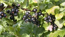 Johannisbeere 'Ometa' -S-