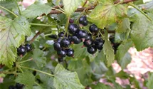 Johannisbeere 'Ometa' -S-