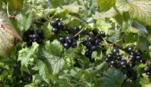 Johannisbeere 'Ometa' -S-