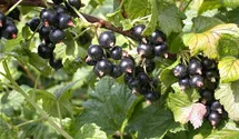 Johannisbeere 'Ometa' -S-