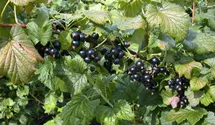 Johannisbeere 'Ometa' -S-