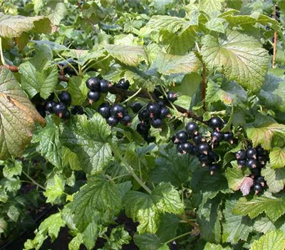 Ribes nigrum 'Ometa' -S- CAC Ribes nigrum 'Ometa' -S- CAC