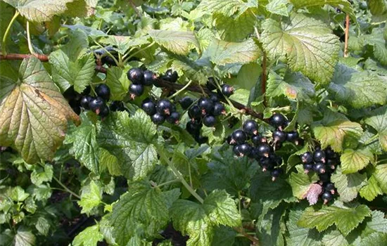 Ribes nigrum 'Ometa' -S- CAC Ribes nigrum 'Ometa' -S- CAC