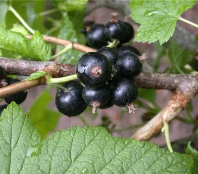 Ribes nigrum 'Tenah' CAC II Ribes nigrum 'Tenah' CAC II