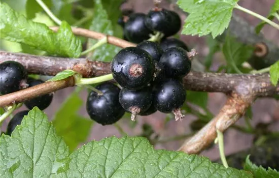 Ribes nigrum 'Tenah' CAC II Ribes nigrum 'Tenah' CAC II