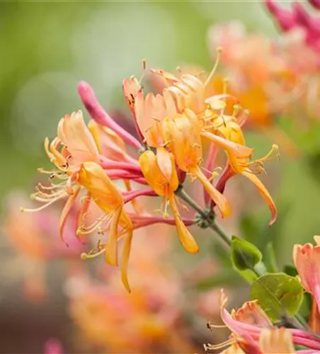 Lonicera heckrottii 'American Beauty'