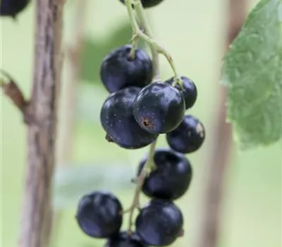 Ribes nigrum 'Andega' CAC