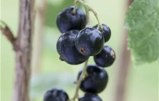 Ribes nigrum 'Andega' CAC