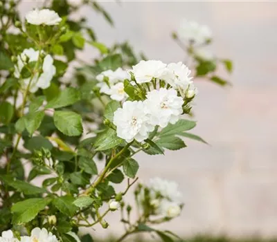 Rosa 'Guirlande d'Amour' -R- KL VI Rosa 'Guirlande d'Amour' -R- KL VI