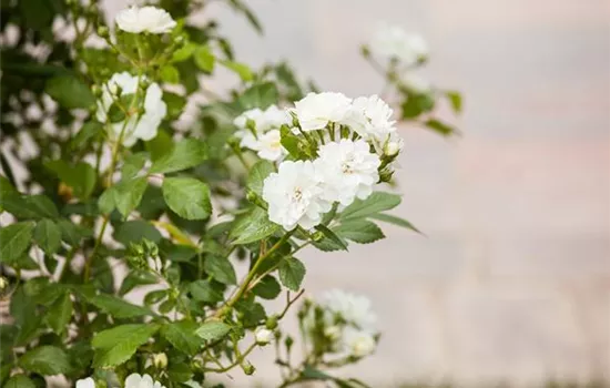 Rosa 'Guirlande d'Amour' -R- KL VI Rosa 'Guirlande d'Amour' -R- KL VI