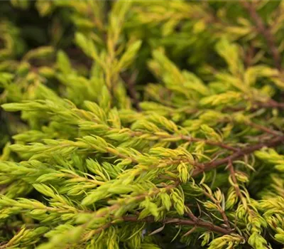 Juniperus com.'Goldschatz'
