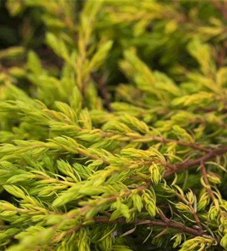 Juniperus com.'Goldschatz'
