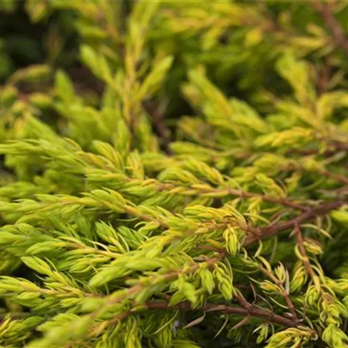 Juniperus com.'Goldschatz'