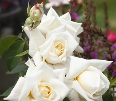 Rosa 'Ilse Krohn Superior' -R- KL VI