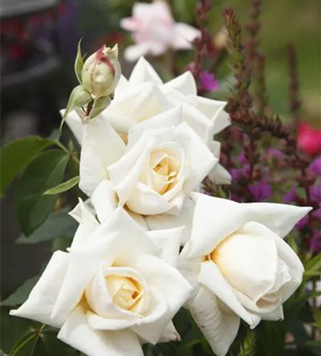 Rosa 'Ilse Krohn Superior' -R- KL VI