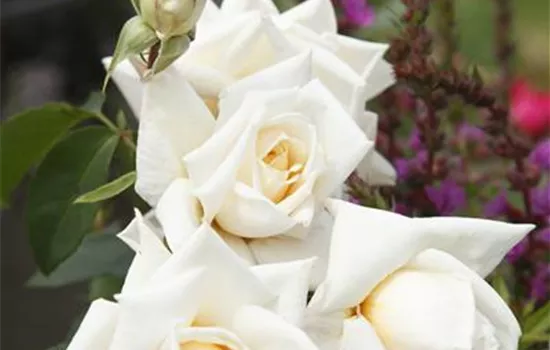 Rosa 'Ilse Krohn Superior' -R- KL VI
