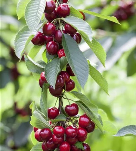 Prunus av.'Victoria' CAC