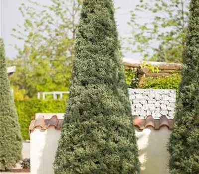 Cupressus arizonica 'Fastigiata'