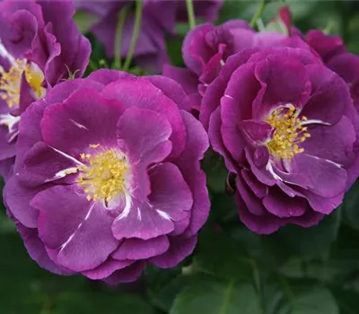 Rosa 'Rhapsody in Blue' -R- BT V Rosa 'Rhapsody in Blue' -R- BT V