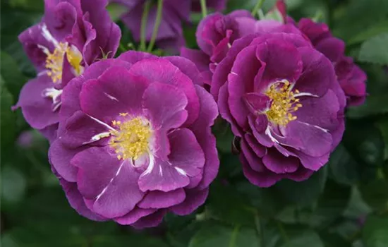 Rosa 'Rhapsody in Blue' -R- BT V Rosa 'Rhapsody in Blue' -R- BT V
