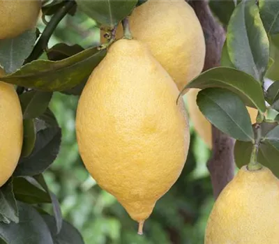 Citrus 'Limone' CAC Citrus 'Limone' CAC