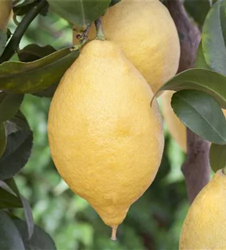 Citrus 'Limone' CAC
