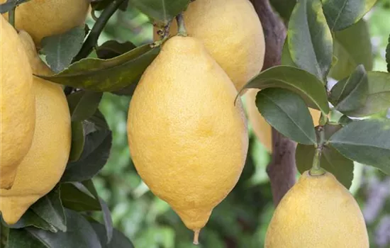 Citrus 'Limone' CAC