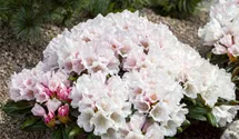 Yaku-Rhododendron 'Edelweiß'
