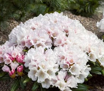 Rhododendron yak.'Edelweiß' II Rhododendron yak.'Edelweiß' II