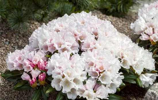 Rhododendron yak.'Edelweiß' II Rhododendron yak.'Edelweiß' II