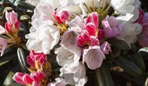 Yaku-Rhododendron 'Edelweiß'