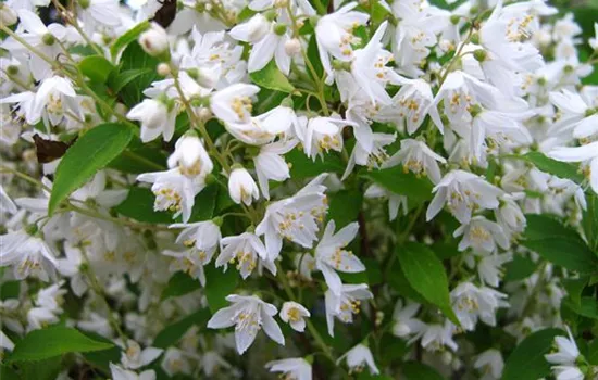 Deutzia rosea 'Yuki Snowflake' -R- Deutzia rosea 'Yuki Snowflake' -R-