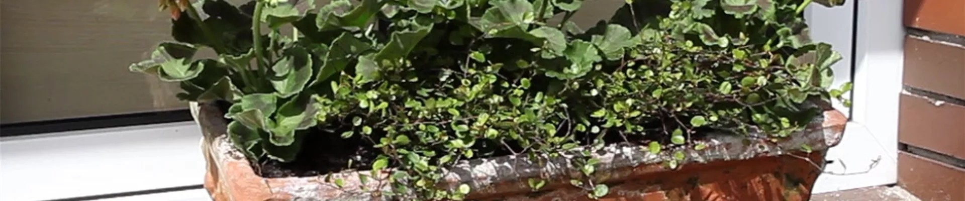 Balkonkasten - Bepflanzen mit mehreren Blumen (Anleitung - 0) Balkonkasten - Bepflanzen mit mehreren Blumen (Anleitung - 0)