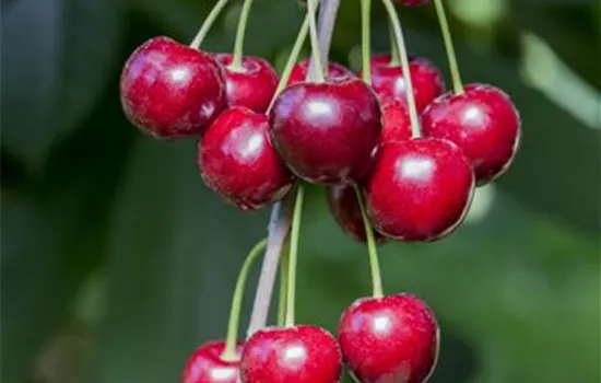 Prunus av.'Hedelfinger Riesenk.' zert. Prunus av.'Hedelfinger Riesenk.' zert.