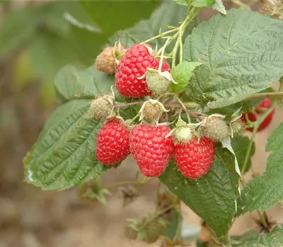 Rubus id.'Schlaraffia Plentiful' -R- CAC