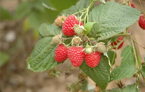 Rubus id.'Schlaraffia Plentiful' -R- CAC