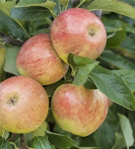 Malus 'James Grieve' CAC