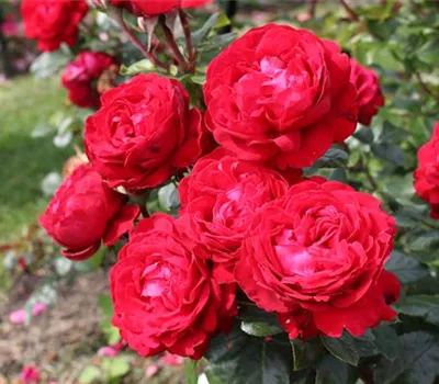 Rosa 'Tiamo' -R- TH III