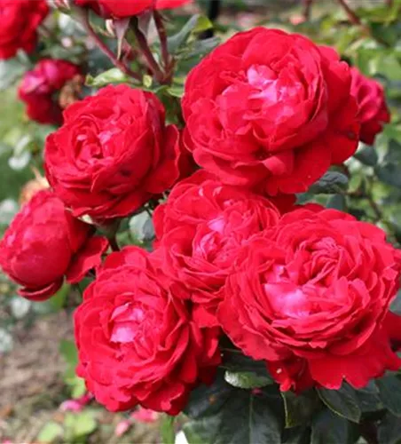 Rosa 'Tiamo' -R- TH III