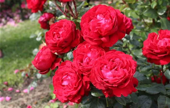 Rosa 'Tiamo' -R- TH III Rosa 'Tiamo' -R- TH III