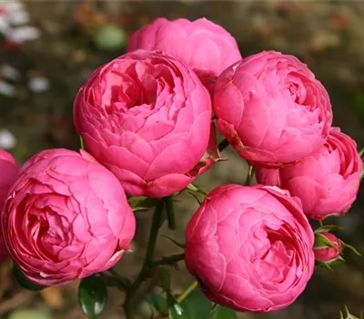 Rosa 'Pomponella' -R- BT IV Rosa 'Pomponella' -R- BT IV