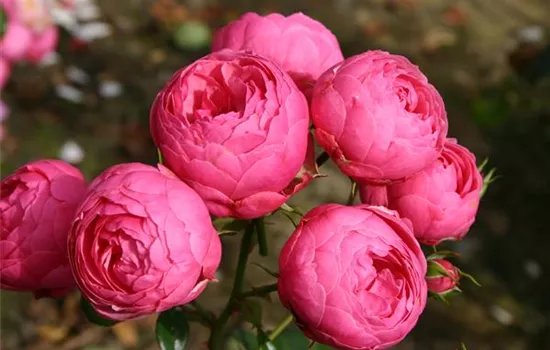 Rosa 'Pomponella' -R- BT IV Rosa 'Pomponella' -R- BT IV