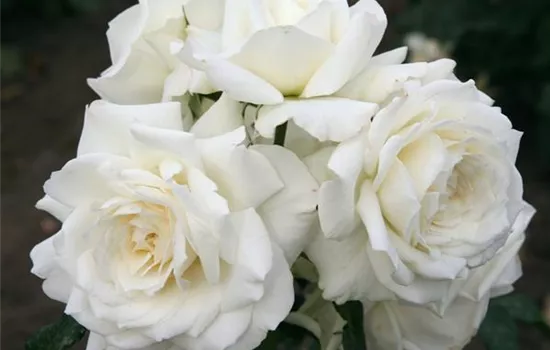 Rosa 'Alaska' -R- KL VI Rosa 'Alaska' -R- KL VI