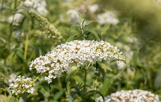 Buddleja davidii 'White Chip' -R-