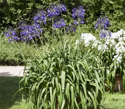 Schmucklilien umtopfen